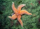 URCHINS AND STARFISH Common starfish - Paul Naylor_marinephoto.co.uk